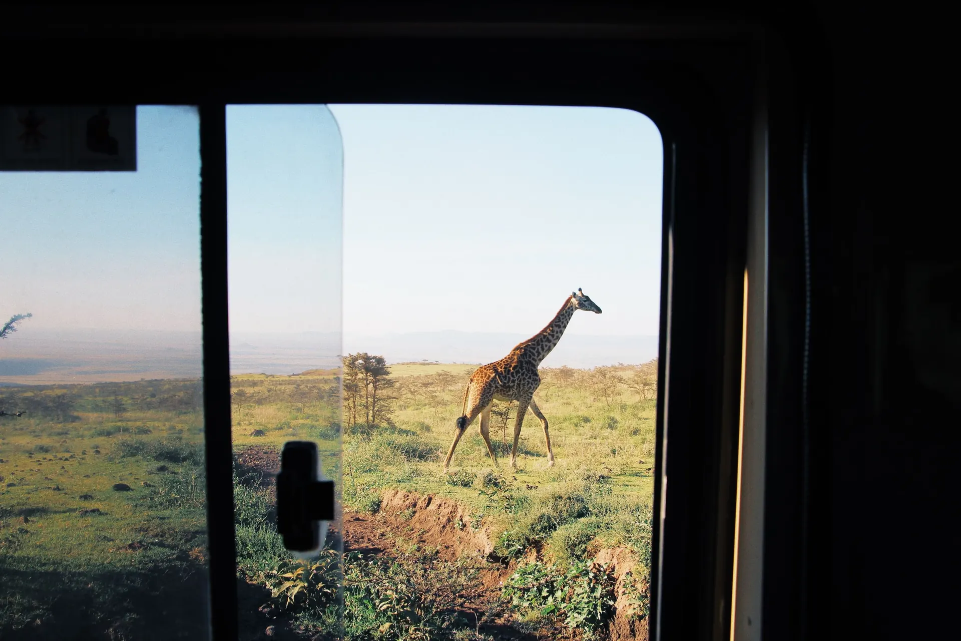 Giraffe walking through grassland, seen from a safari vehicle