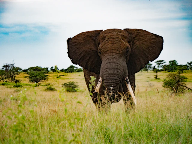 Elephant in Tanzania grassland