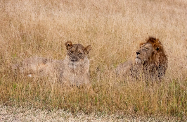Lions in Tanzania grassland