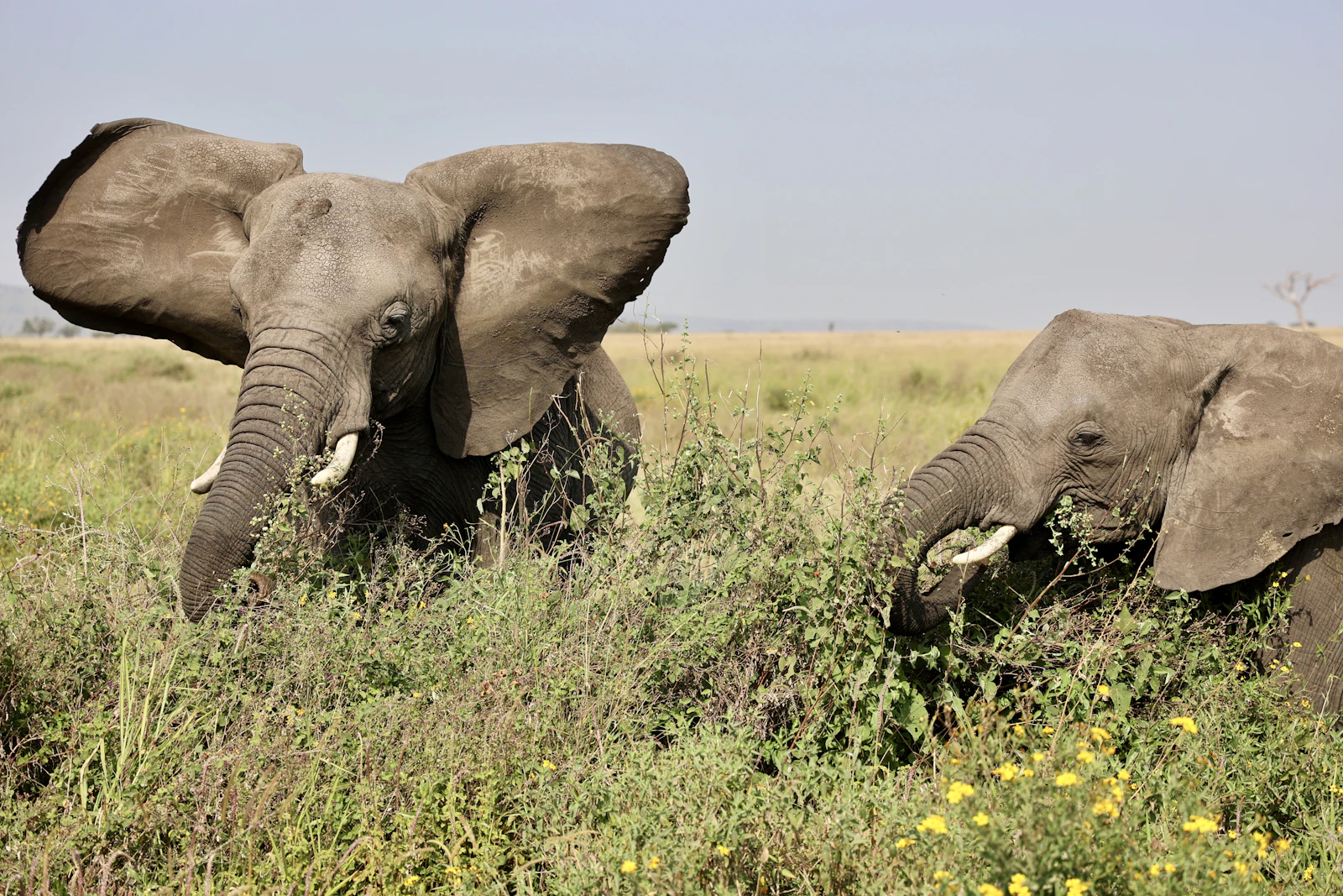 Elephants in Tarangire National Park