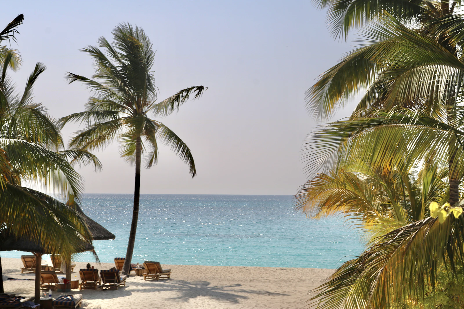 Palm-lined beach on Zanzibar